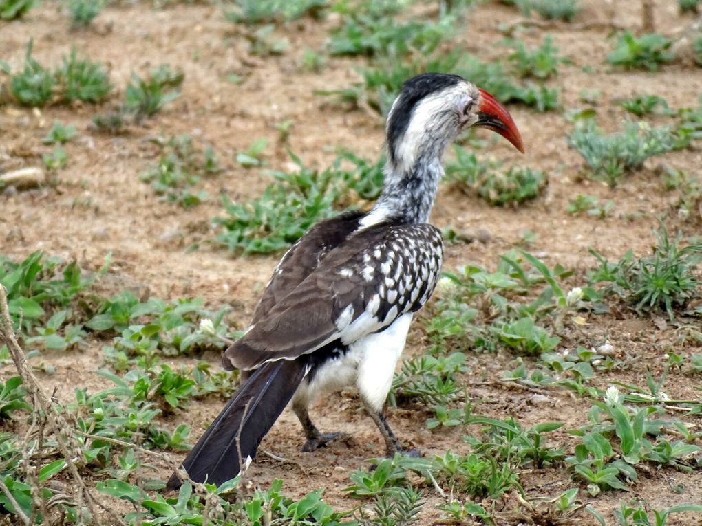 Calao leucomèle - Tockus leucomelas - Southern Yellow-billed Hornbill