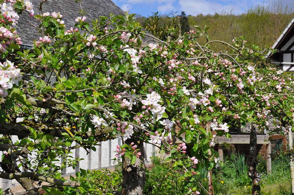 Les pommiers de normandie en fleurs - La normandie au printemps