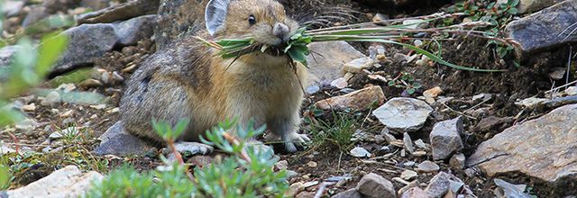 The pikas at risk in the volcanic parks of the American West.