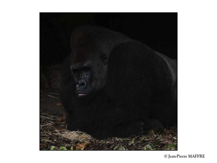 Le Gorille des plaines de l’Ouest est un primate qui vit dans les forêts tropicales humides et les zones marécageuses du côté atlantique de l’Afrique centrale. Il est le plus volumineux de la famille des grands singes.