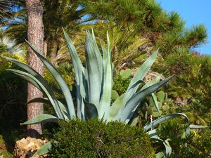 Un jardin en hiver