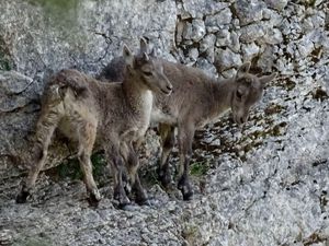 Cabri bouquetins dans une falaise