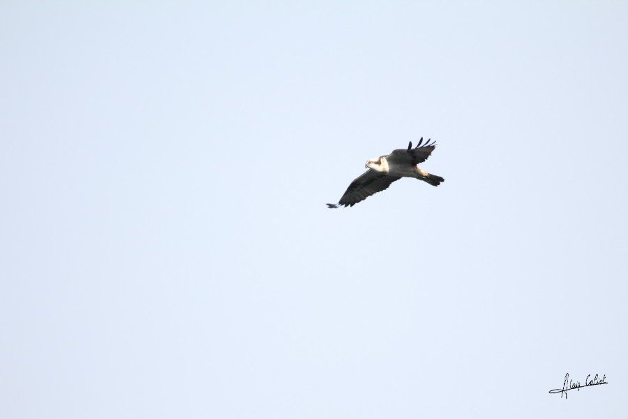 Balbuzard pécheur à Ondres et au marais d'Orx