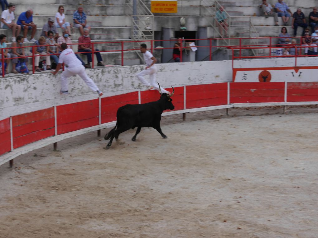 course de taureaux jeunes le 18 septembre 2020