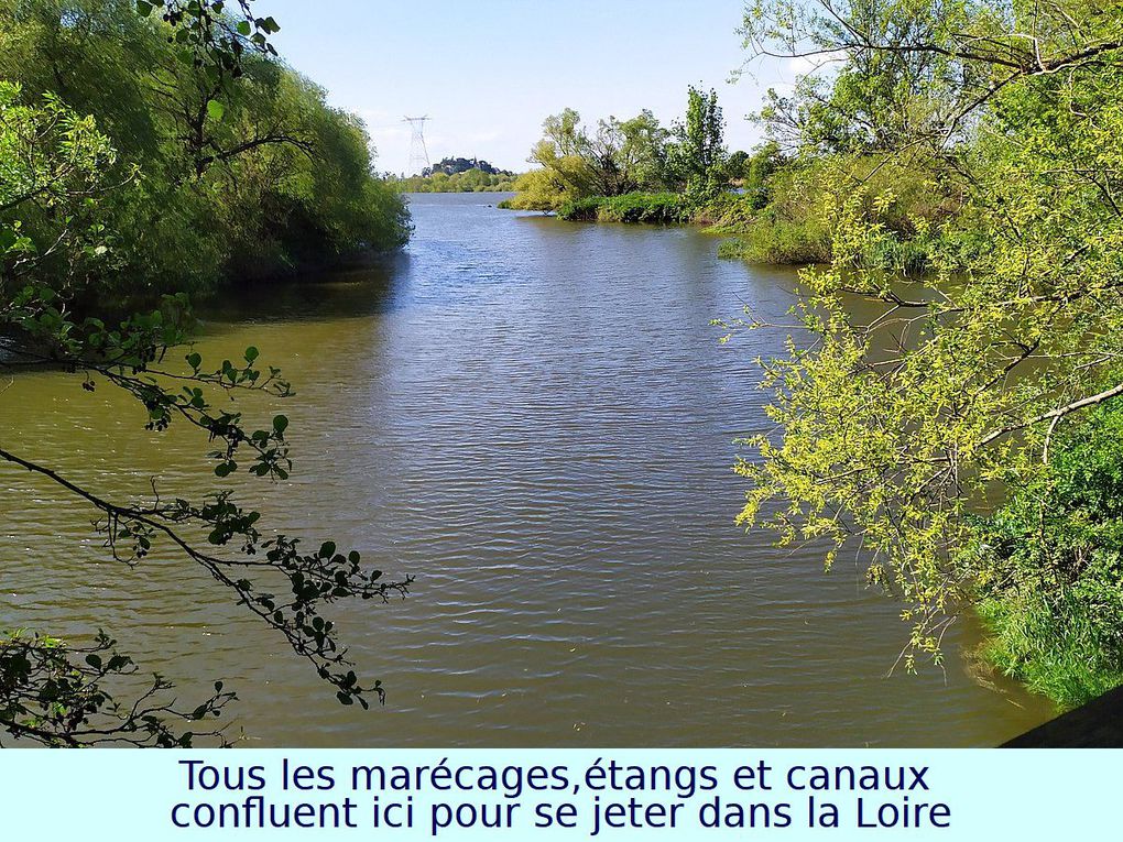 Les 8km à Bouguenais - Le Port Lavigne