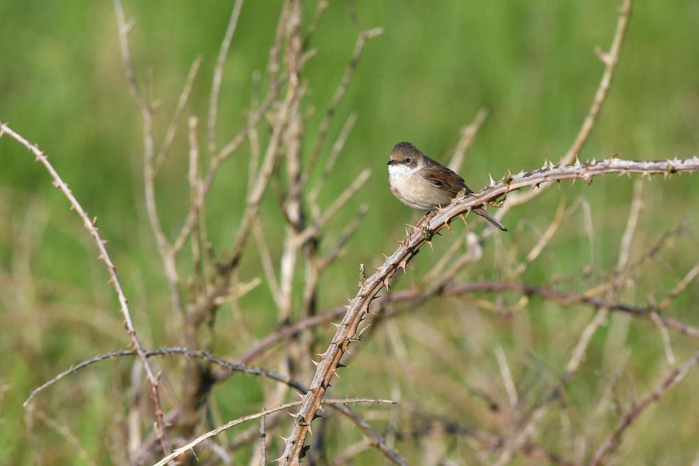 Fauvette grisette (Sylvia communis).