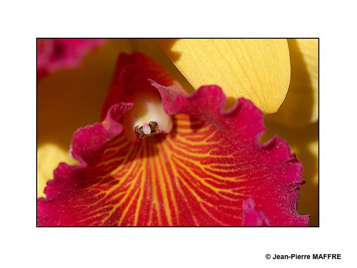 Des orchidées dans toute leur splendeur nous ravissent par la variété de leurs formes et de leurs couleurs.