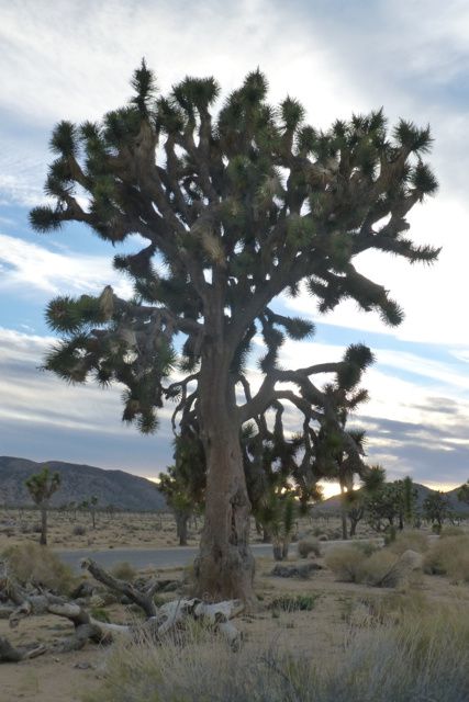 Anza Borrego