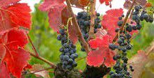 #Carignan Producers San Francisco Bay California Vineyards 