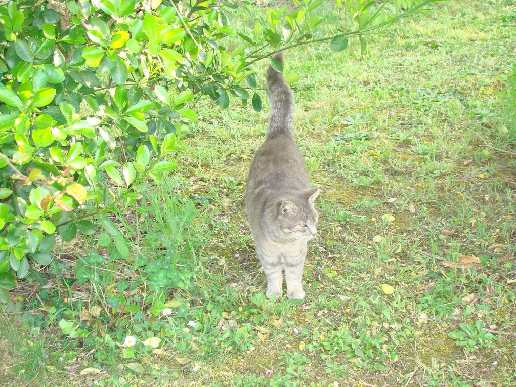 Gîte, ses fleurs et ses animaux (rencontres inattendues dans le jardin...Hérisson, Guêpiers, Huppe fasciée...))