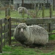 Et si on ne  tond pas le mouton ?