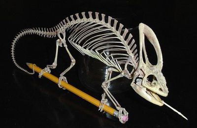article 6 : squelette du calyptratus