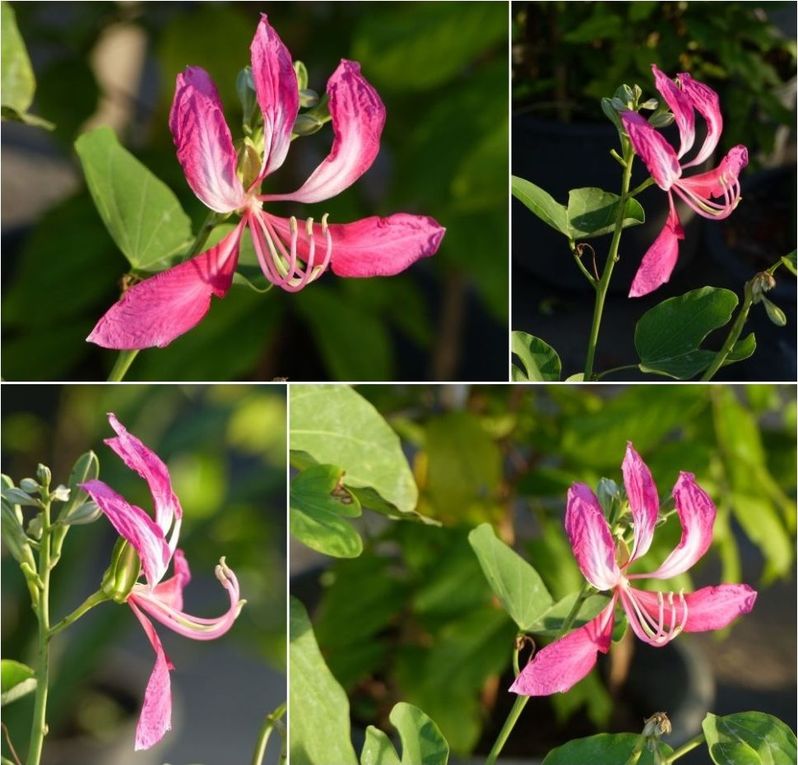 Fleurs du jour (23-13)
