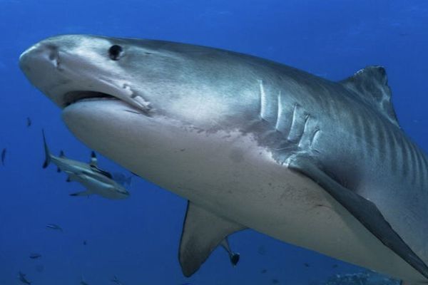 Un plaisancier tué par un requin en Nouvelle-Calédonie