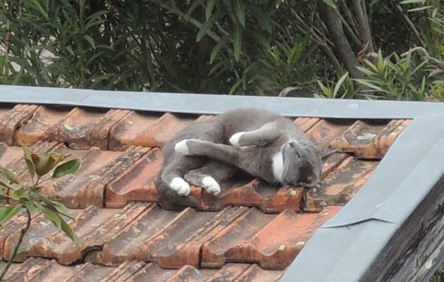 灰色猫♡Le chat gris