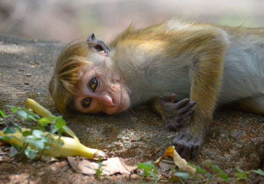 Le Sri-Lanka : Une perle de l'Océan Indien à découvrir