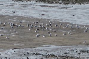 Les visiteurs du bord de mer