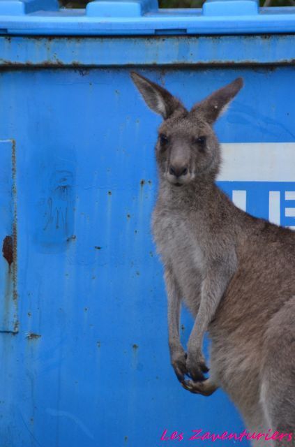 Australie : les derniers jours avant Bali...