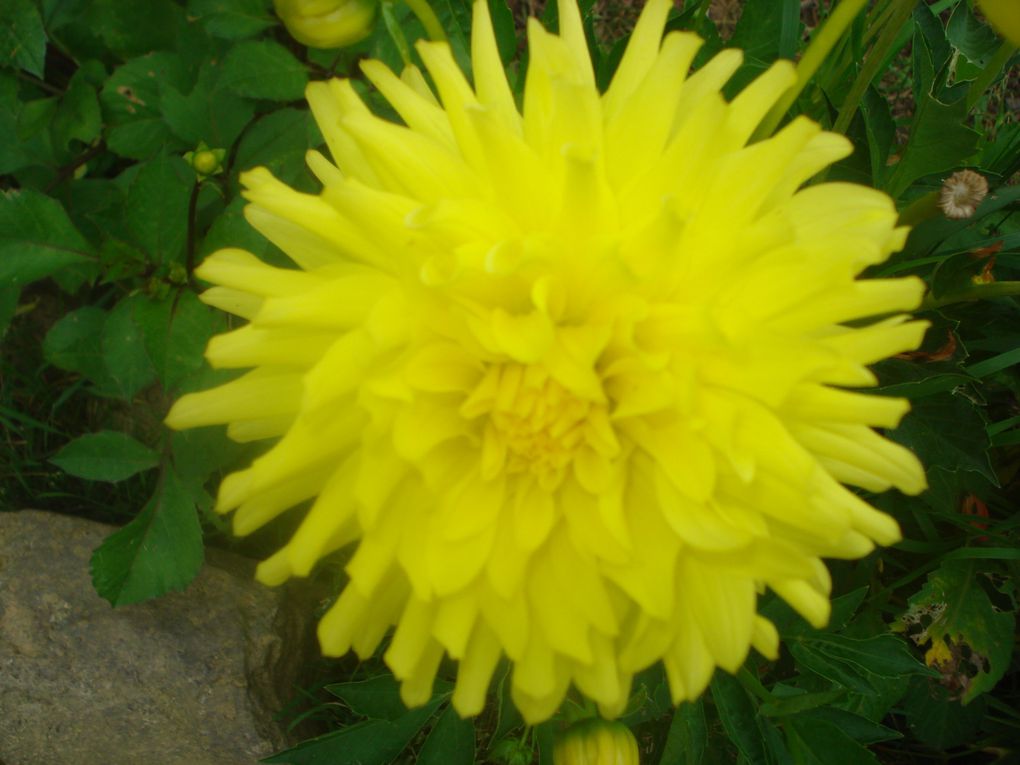 Roses, Dahlia, Hortensia, Fleurs de cerisier, Lys.