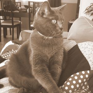 Le blog de Scrappy Géri