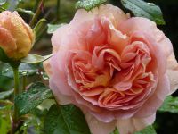 Mme Isaac peirere  -Aloha  -  Abraham darby 