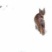 Pétition : Non à la disparition programmée du lynx dans les Vosges !