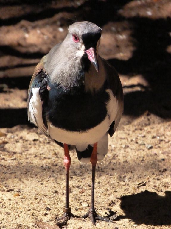 Un dimanche, nous avons passé la frontière pour nous rendre au Brésil, et sommes allés voir...les oiseaux:)Sur le chemin du retour, nous avons mangé dans un restaurant chinois, avant de marcher 15km jusqu'à CdE.