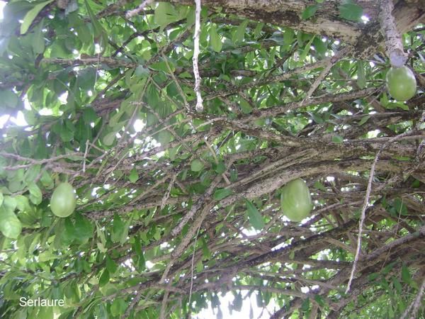 Tout un florilège de fleurs et de fruits de polynesie
Au fil des articles découvrez ou redécouvrez les merveilles que nous offre la nature
