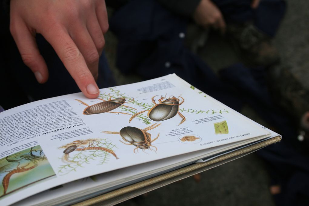 Le newt, c'est la petite bête dans la cuillère ;)