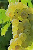 #Sylvaner Producers Australia Vineyards 