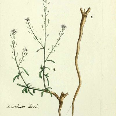 Gravure passerage a feuilles etroites - lepidium iberis