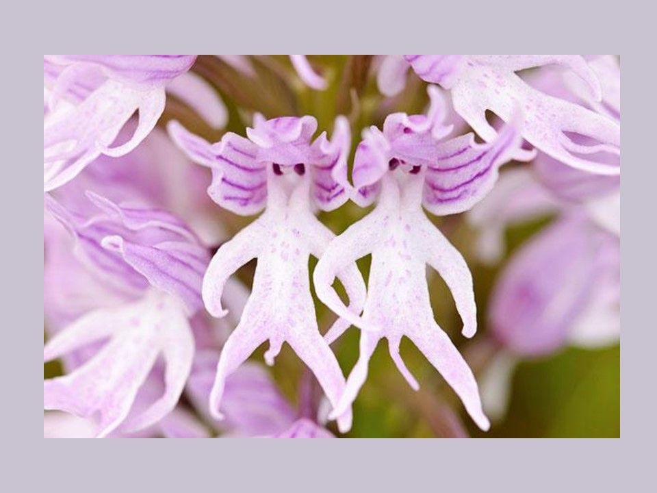 Divers - Fleurs exceptionnelles