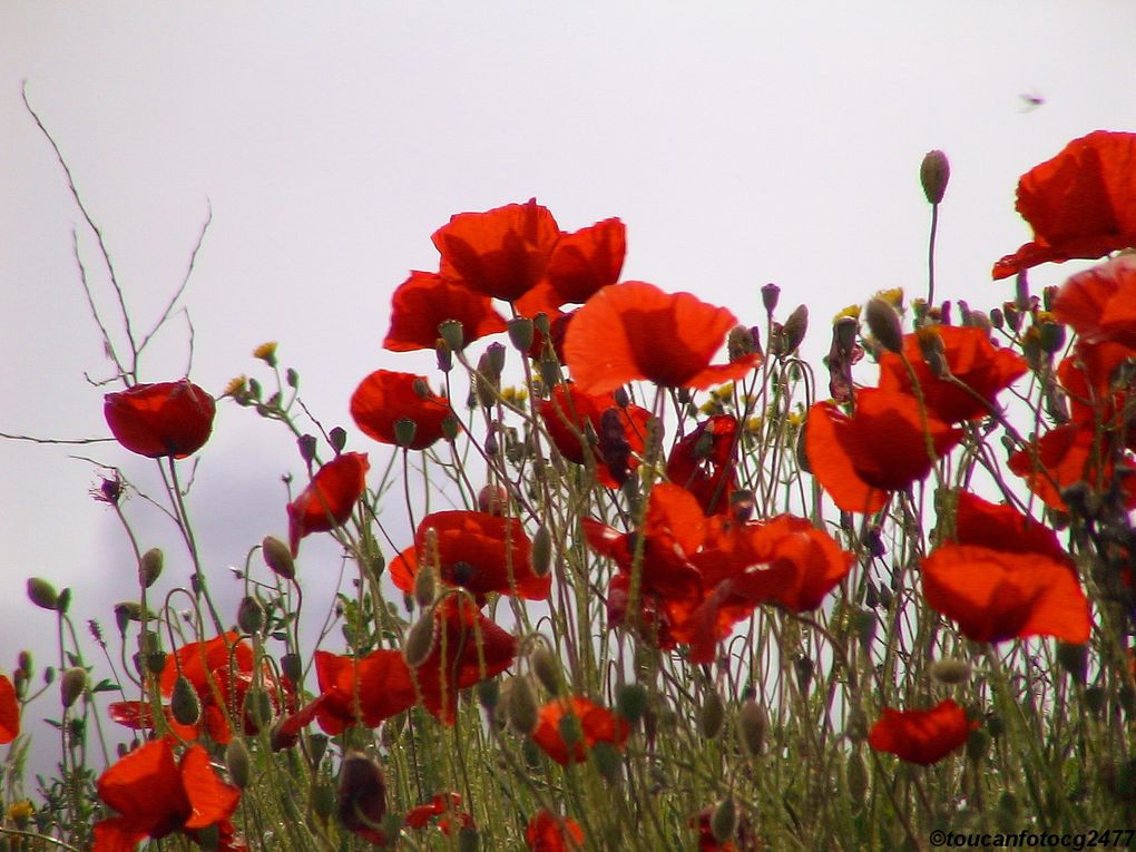 Fleurs, fruits et arbres, buissons, champignons et et autres végétaux tous pays ...