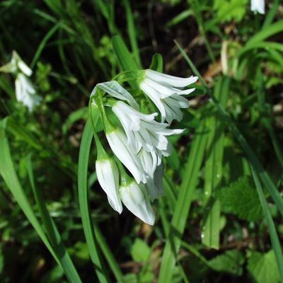 Noms de quelques plantes communes en Kabylie  Remarque : le traitement de texte, proposé dans ce blog ne m’a pas permis d’utiliser les caractères de l’alphabet berbère latin.