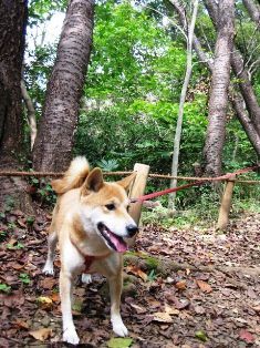 *Toutes les photos dans "La vie avec un Shiba Inu !"  appartiennent à "akishiba", l'auteur de ce blog. 