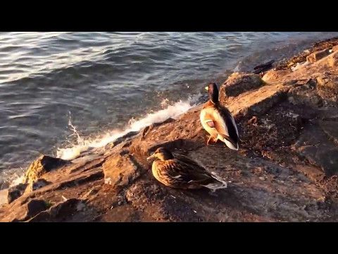 "Villeneuve, Léman par un beau soir de Mai...