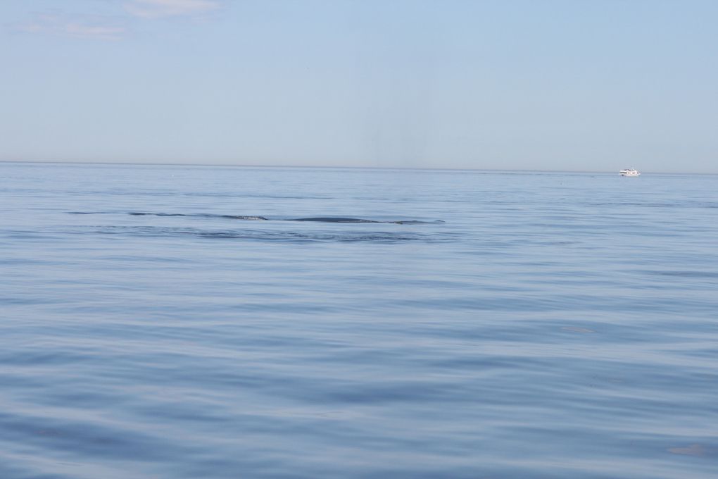 Album - Baleines-du-St-Laurent