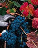 #Mourvedre Producers Oregon Vineyards