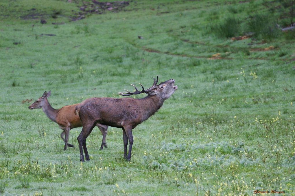 Brame du cerf dans les Vosges du Nord