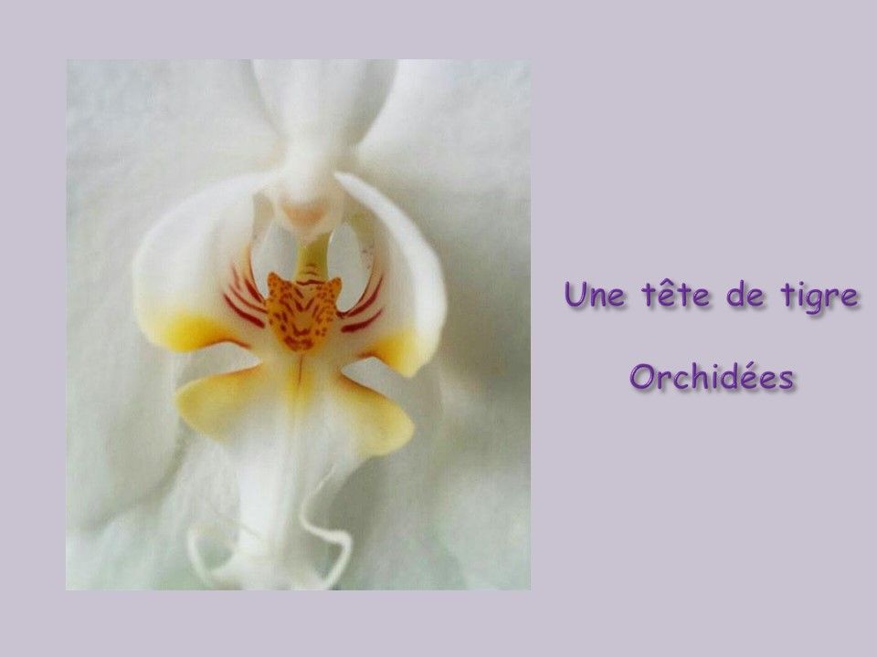 Divers - Fleurs exceptionnelles