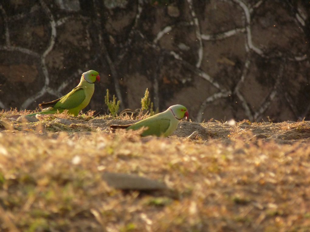 Album - RANAKPUR