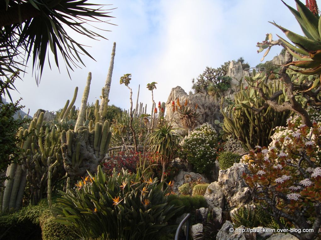 Crée en 1895, le "Jardin exotique" de Monaco regroupe des cactées et des plantes dites succulentes...