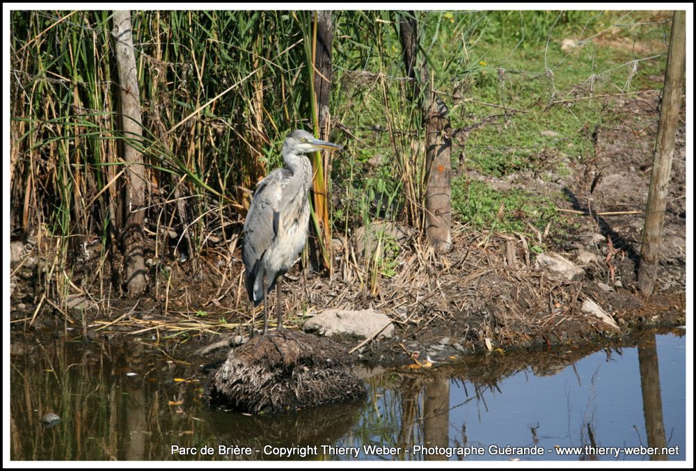 Album - Images de Briere