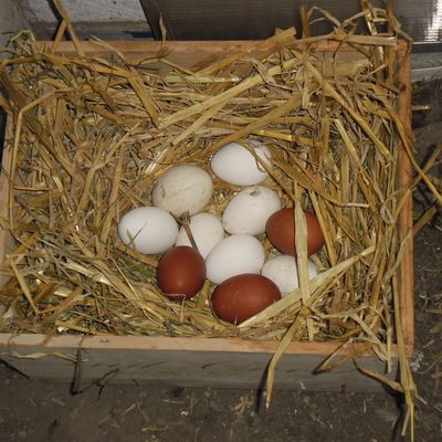 Tu veux ou tu veux pas ?