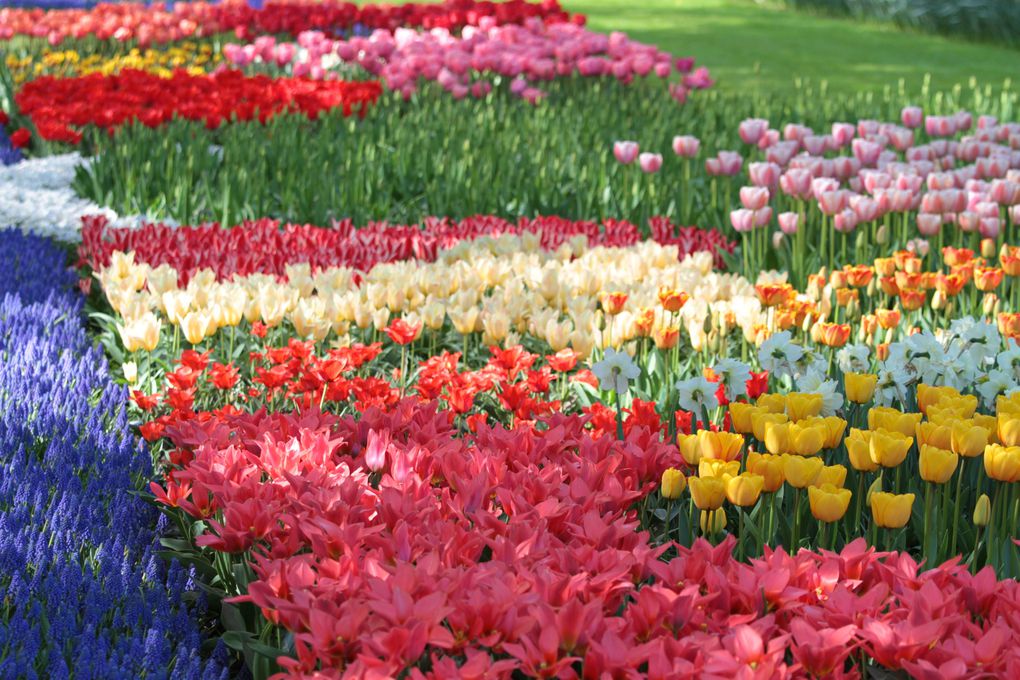 Un petit tour au pays des tulipes!