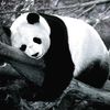 Peut-on en vouloir grave aux pandas ?