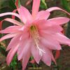 Epiphyllum Don's Chantilly Lace