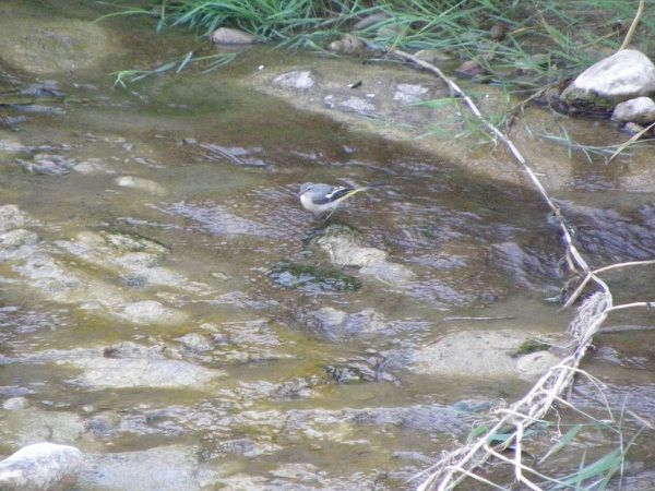 Bergeronnette des ruisseaux, femelle, Lagrasse, Septembre 2015
