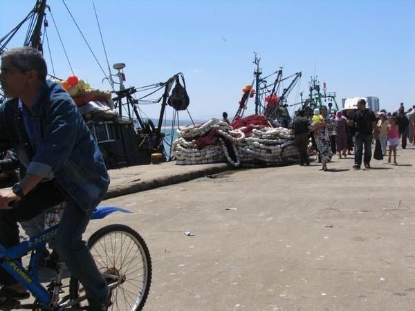 quelques 106 photos d'Essaouira, de son port, de ses mouettes et de ses chats plus ou moins mités