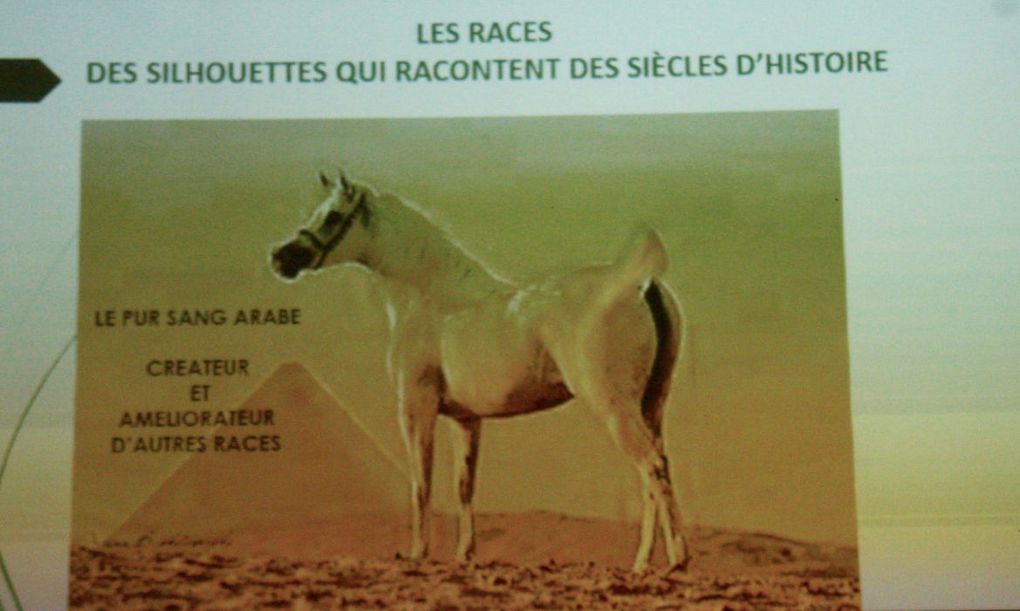 Mane - le cheval à travers les âges